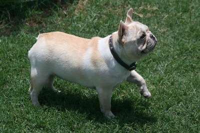 French Bulldog Puppies For Sale | Texas | VP Ranch