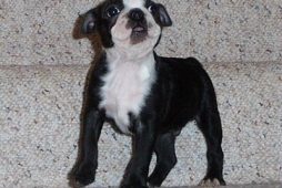 Boston terrier for sale in Texas