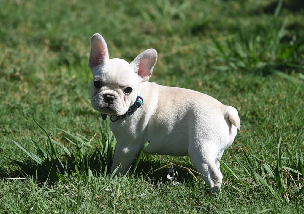 French Bulldog Puppies For Sale | Texas | VP Ranch