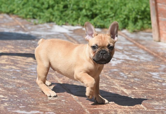 Lazarus (m).. Available... $3,000