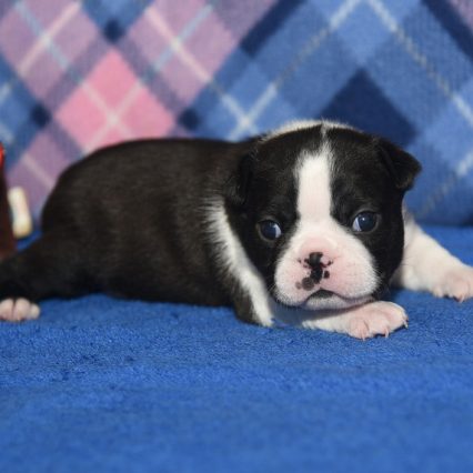 NAVI .... AVAILABLE ....$1,500