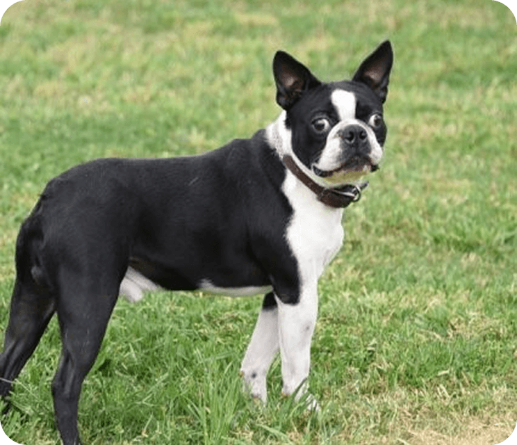 Why Early Socialization Matters for Puppies