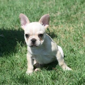 MONET (f).. Gone to new home