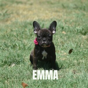 FEMALE FRENCHIES - 2 left. Click READ MORE to see which females are available