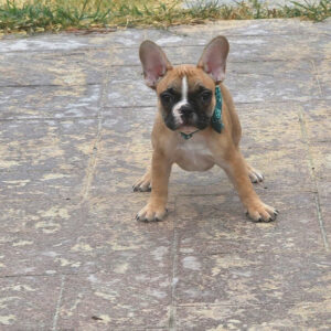 Additional Pups Here...Click READ MORE for Pics