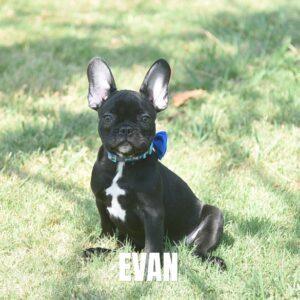 MALE FRENCHIES - 3 left. Click READ MORE to see which males are available