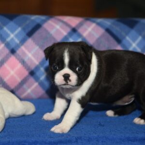 LILLY – Reserved