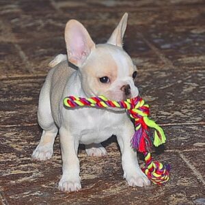 MARGOT (f) .. Gone to new home