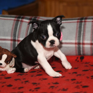 NAVI …. AVAILABLE ….$1,500