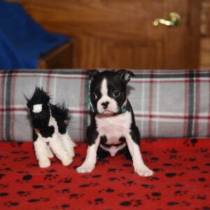 NEWT …. AVAILABLE….$1,500