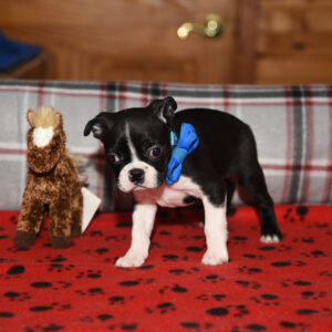 NIALL …. AVAILABLE….$1,500