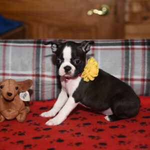 NORENE ….AVAILABLE … $1,500