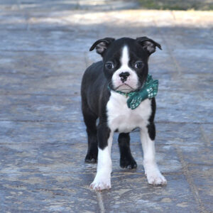 NEWT… Gone to new home