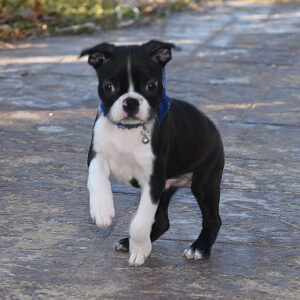 NIALL.. Gone to new home