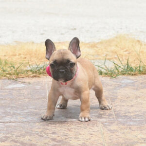 Brindles, Fawns & Creams available in males & females. Click READ MORE for Pics
